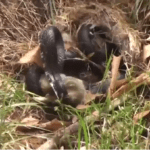 Clip: Thỏ mẹ điên cuồng tấn công rắn để giải cứu con non và cái kết