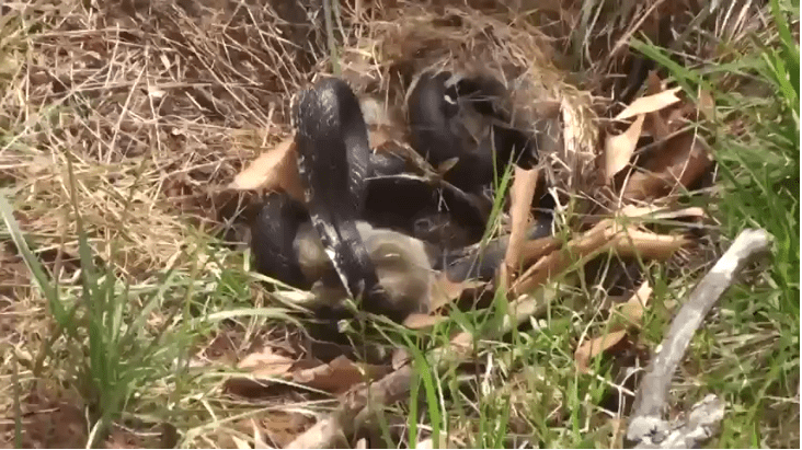 Clip: Thỏ mẹ điên cuồng tấn công rắn để giải cứu con non và cái kết